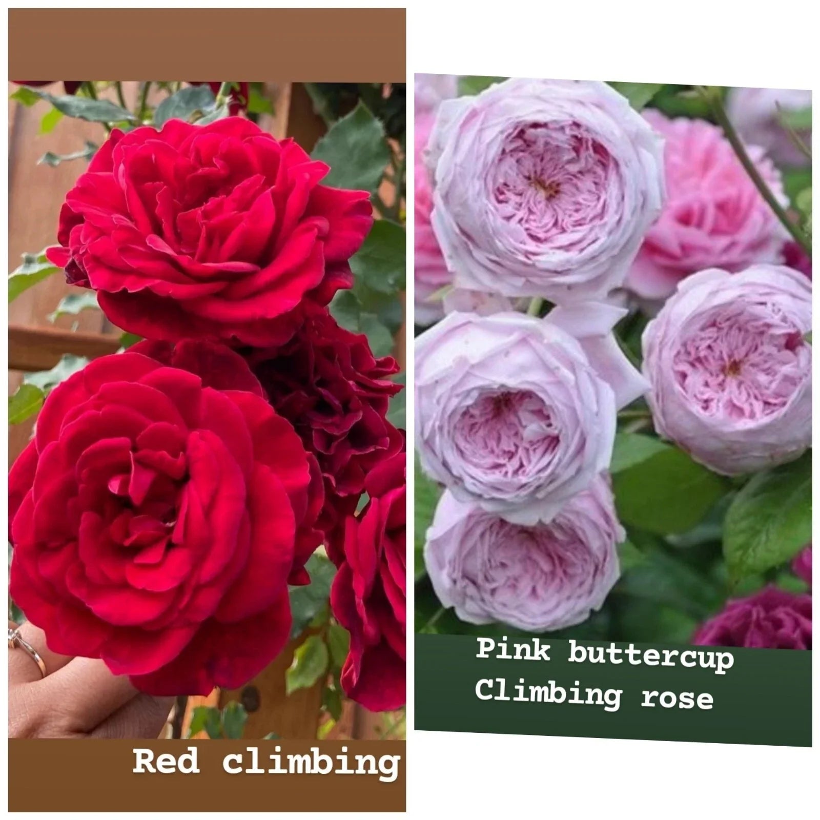 Rose Unrooted Cuttings Mix - 5-8" Long, Variety of Rose Types, Propagation, Rosa spp.