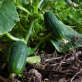 Cucumber Seeds - SPACEMASTER 80 Non-GMO Fast Growing Vine - 100 Seeds - Cucumis sativus