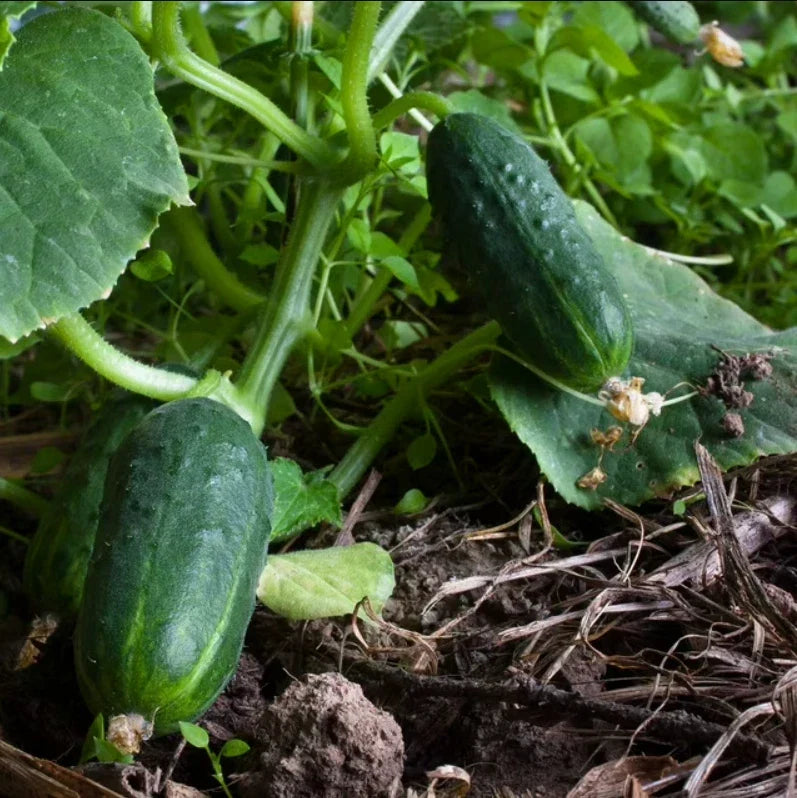 Cucumber Seeds - SPACEMASTER 80 Non-GMO Fast Growing Vine - 100 Seeds - Cucumis sativus