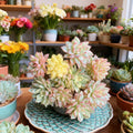 Echeveria Mebina Variegata Succulent Plant - Rare Variegated Bare Root (2-3 inches)