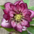 Hellebore 'Whirlwind Romance' Perennial Plant in 5.25" Pot - Lenten Rose, Shade Loving, Long Blooming