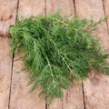Dill Herb Seeds - 25 Count, Culinary Anethum graveolens, Fresh Herb Seeds for Indoor & Outdoor Gardens