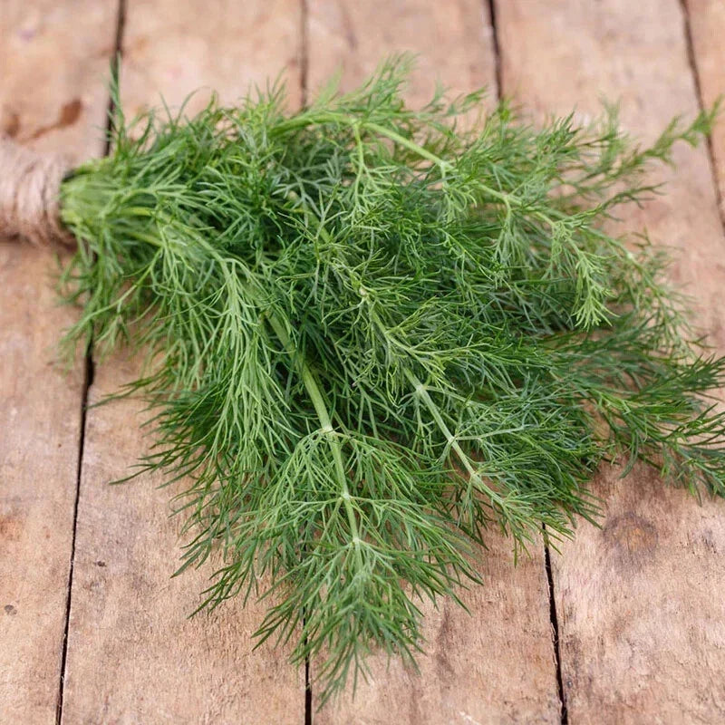 Dill Herb Seeds - 25 Count, Culinary Anethum graveolens, Fresh Herb Seeds for Indoor & Outdoor Gardens