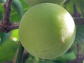Japanese Ume Plum Fruit Cuttings, Prunus Mume, Edible Fruit, Ornamental Tree, Garden or Bonsai Use