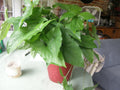 Syngonium Podophyllum Cuttings - Green Arrowhead Vine - Lot of 5 - Araceae Indoor Houseplant