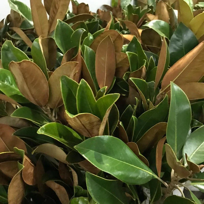 Fresh Live Magnolia Leaves - 25 Count, Green Decorative Foliage, Magnolia grandiflora for Floral Arrangements & Home Decor