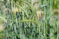 Cat Grass Seeds - Organic Heirloom Cereal Rye Seeds for Cats - Non-GMO Indoor Plant, Nutritious, Easy to Grow, Secale cereale