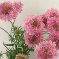 Pink Scabiosa Pincushion Flower Seeds - 50 Fresh Seeds for Garden Borders, Pollinator Attracting, Scabiosa columbaria
