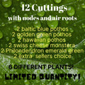 12 Pothos Leaf Cuttings with Nodes & Air Roots - Baltic Blue & Golden Green Epipremnum aureum, Hawaiian Variety