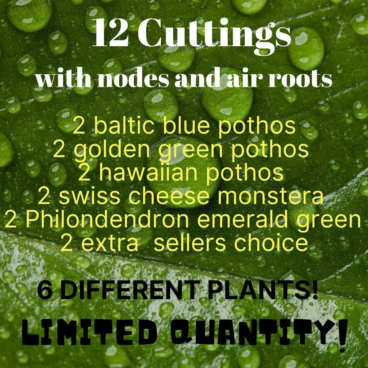 12 Pothos Leaf Cuttings with Nodes & Air Roots - Baltic Blue & Golden Green Epipremnum aureum, Hawaiian Variety