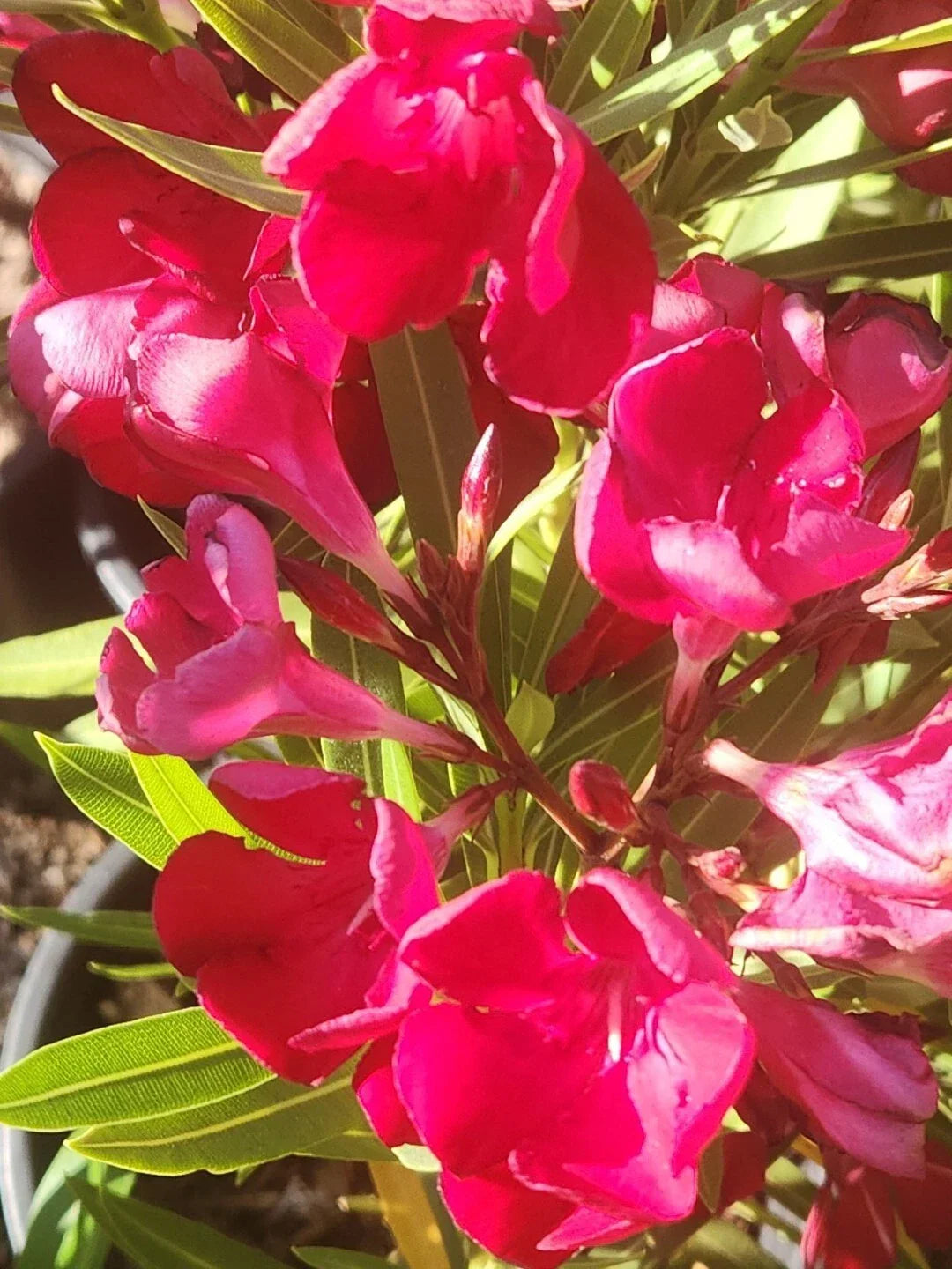 Red Oleander Seeds - 60 Fresh Nerium oleander Flower Seeds for Garden & Indoor Planting