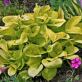 Hosta Maui Buttercups Perennial Shade Plant 5.25" Pot, Bright Yellow Foliage, Hosta 'Maui Buttercups'