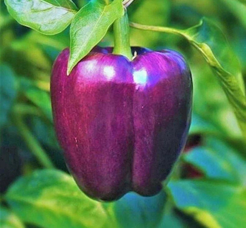 Purple Beauty Bell Pepper Seeds - Non-GMO, Sweet Capsicum annuum, Compact Plant, 30+ Seeds, Full Sun, Container Gardening