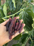 Pakistan Mulberry Cuttings - Organic Fresh 6-Inch Morus alba Var. multicaulis for Rooting & Grafting