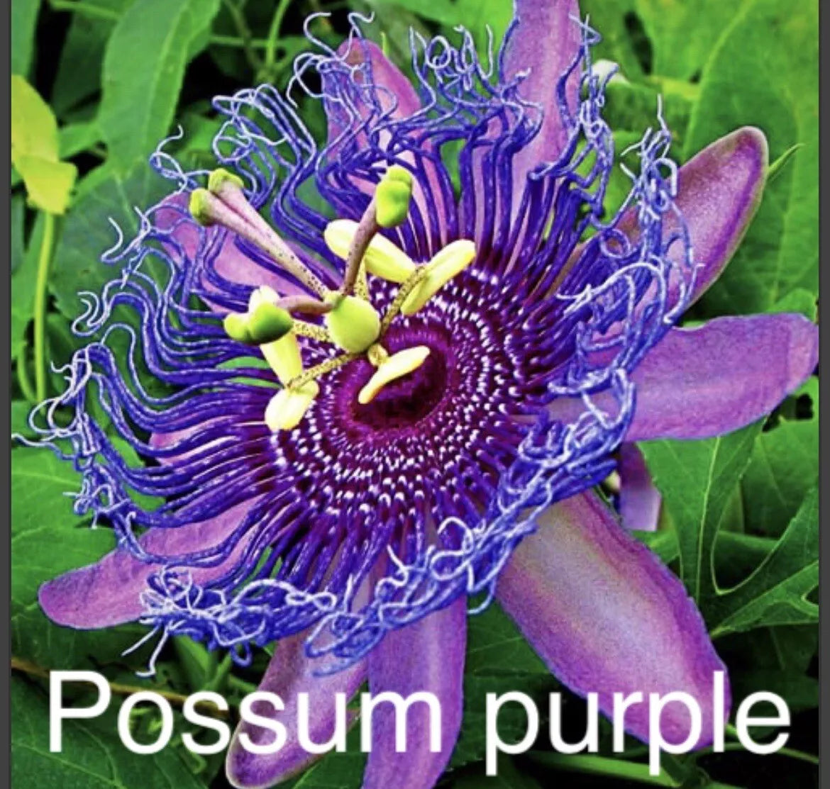 Passion Fruit Plants - Possum Purple - Passiflora edulis - Tropical Edible Garden Plants - 2 Live Vines for Patio or Garden