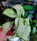 Confetti Syngonium Plant in 4” Pot | Variegated Houseplant | Syngonium podophyllum 'Confetti' | Easy Care Indoor Plant