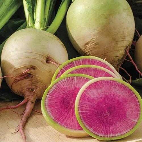 Watermelon Radish Seeds, Heirloom, Non-GMO, Organic, Raphanus sativus, Vegetable Seeds for Salad, Pickling & Garnishes