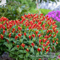 Indian Pink Plants - 10 Roots - Pink Tubular Flowers - Spigelia Marilandica Perennial for Shade Gardens