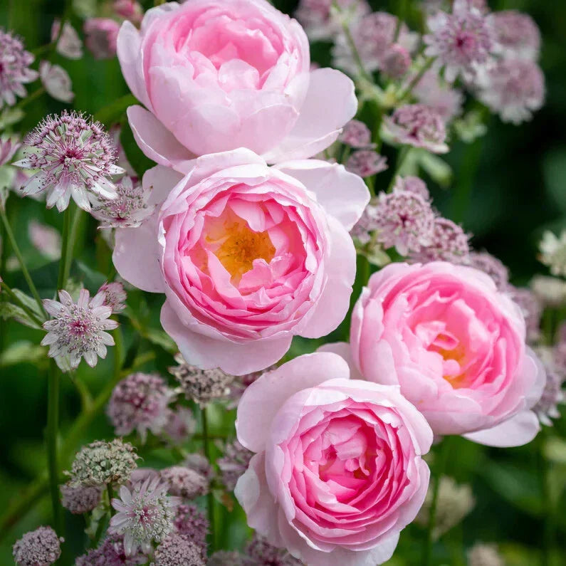 Live Rose Cuttings 5-8" Scepter'd Isle Rosa 'Scepter'd Isle' Unrooted Fresh Stems for Propagation
