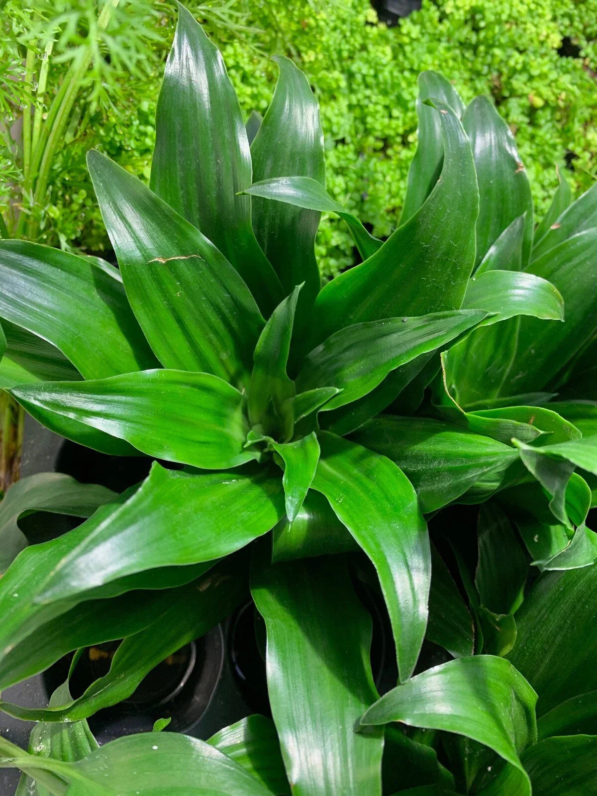 Janet Craig Pineapple Plant - Dracaena Compacta Live Indoor Houseplant