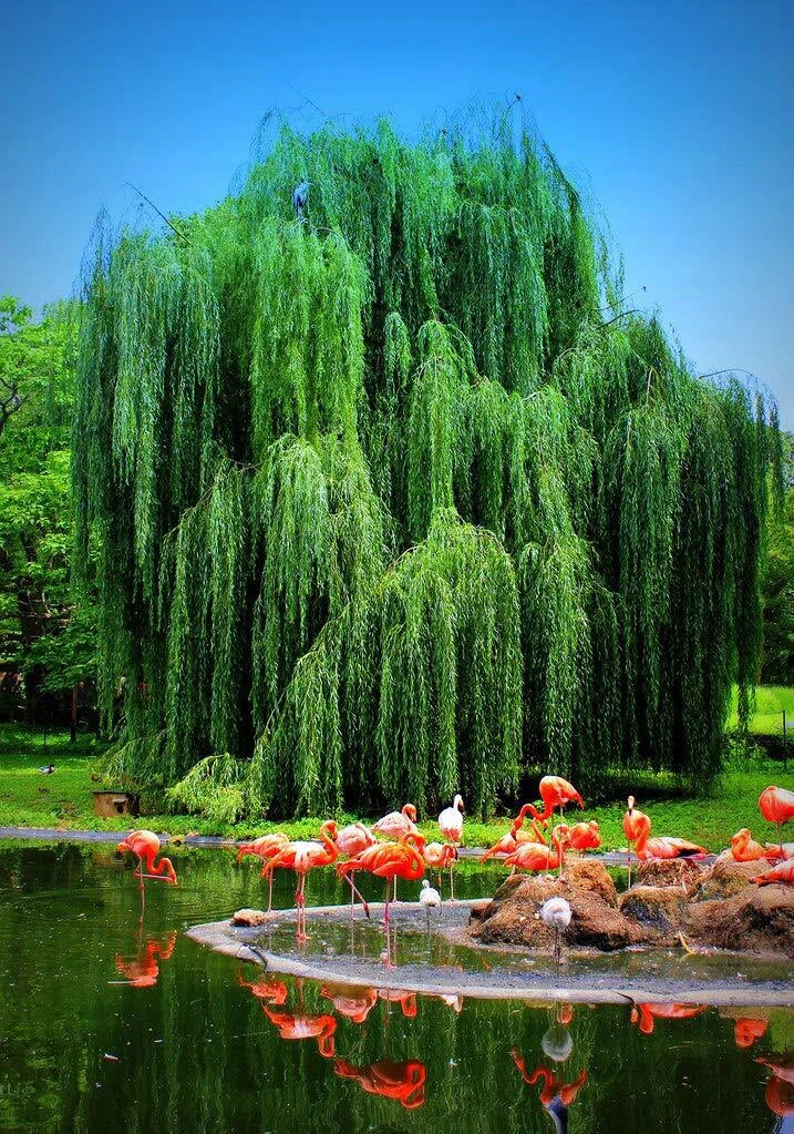 Weeping Willow Tree Cutting - Live Plant - Salix babylonica - Elegant Arching Branches for Garden & Memorial Gift