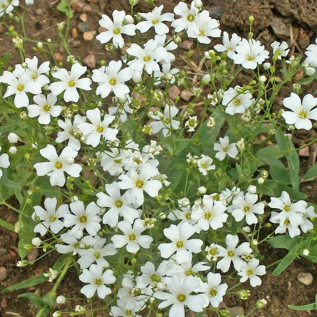 Baby's Breath Wildflower Seeds 1Lb Gypsophila elegans Annual Flower Seeds for Gardens & Wildflower Meadows