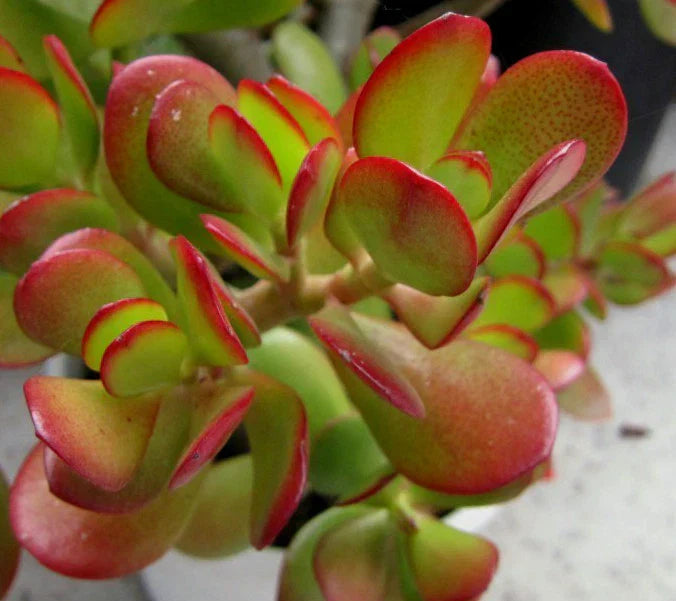 Jade Succulent Cuttings - Crassula Ovata Green and Red - 2 Plant Propagation Cuttings for Indoor Garden and Home Decor
