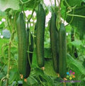 Carmen Cucumber Seeds - Pack of 25+ Heirloom Vegetable Seeds for Garden, Vining, Cucumis sativus