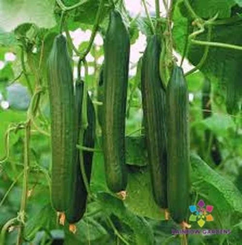 Carmen Cucumber Seeds - Pack of 25+ Heirloom Vegetable Seeds for Garden, Vining, Cucumis sativus