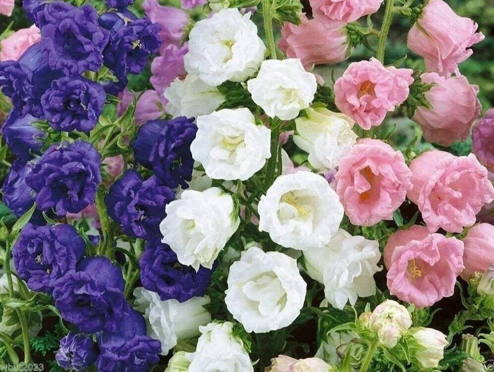 Campanula Medium Double Mix Seeds - Canterbury Bells Bellflower - 50 Premium Garden Seeds for Borders & Containers