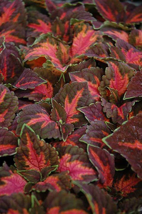 Festive Dance Coleus Seeds - 40 Fresh Coleus blumei Seeds for Colorful Indoor & Outdoor Gardens