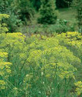 Dill Seeds Heirloom Mammoth Long Island Non-GMO Spice 50+ Seeds Anethum graveolens