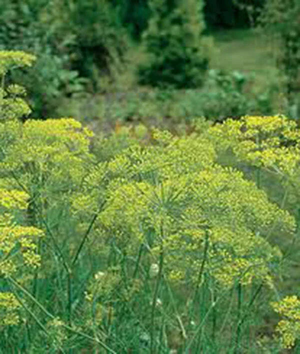 Dill Seeds Heirloom Mammoth Long Island Non-GMO Spice 50+ Seeds Anethum graveolens