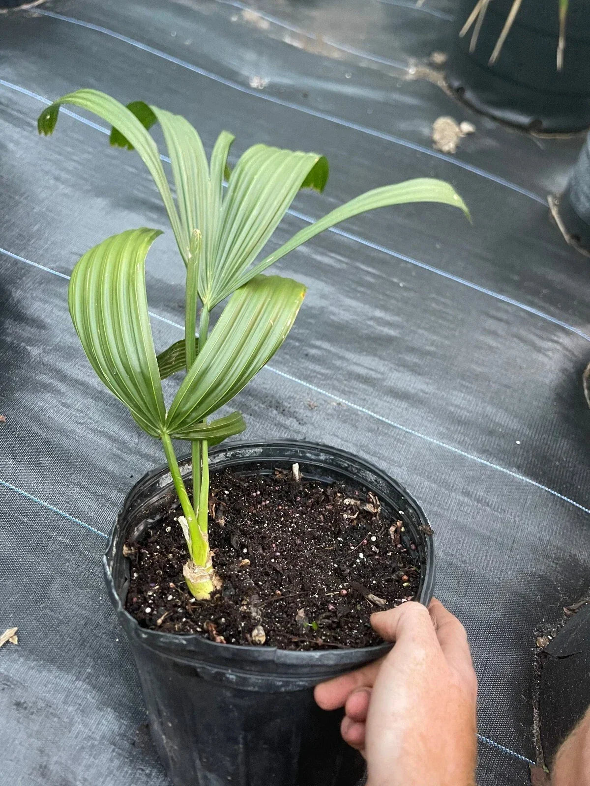 Corypha Umbraculifera Talipot Palm 3 Gallon Pot Fully Rooted Tropical Plant Rare Garden Tree