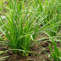 Garlic Chive Seeds 100 Count Organic Heirloom Culinary Herb Allium tuberosum