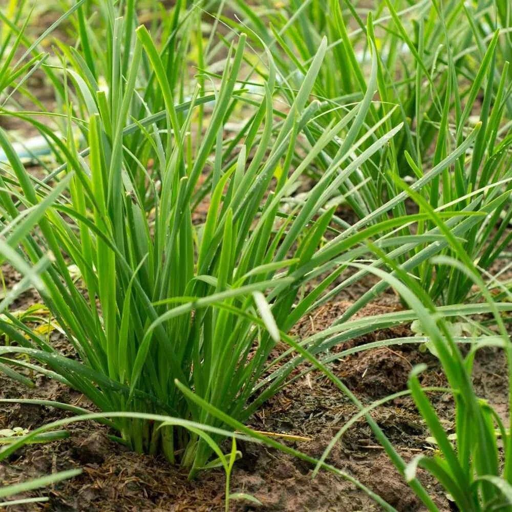 Garlic Chive Seeds 100 Count Organic Heirloom Culinary Herb Allium tuberosum