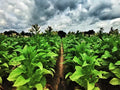 Louisiana Perique Tobacco Seeds 1500 Count Rare Dark Nicotiana Tabacum for Cultivation & Growing