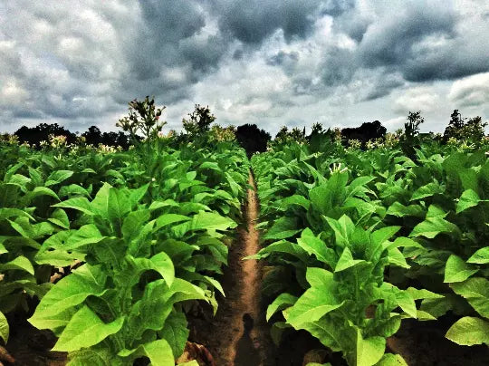 Louisiana Perique Tobacco Seeds 1500 Count Rare Dark Nicotiana Tabacum for Cultivation & Growing