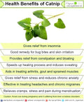 Catnip Seeds - 400 Non-GMO Open Pollinated Herb for Cats - Nepeta cataria - Organic Gardening Seed Pack