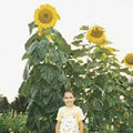Sunflower Seeds Skyscraper Pack - Non-GMO Helianthus annuus Tall Garden Planting Seeds