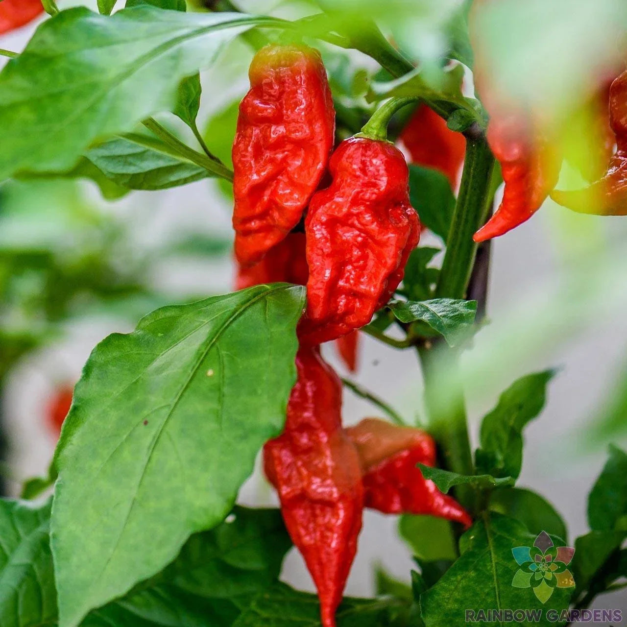 Bhut Jolokia Hot Pepper Seeds - 25+ Pack, Ghost Pepper, Capsicum chinense, Spicy Chili Seeds for Gardening