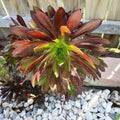 Aeonium Merlot Succulent Cuttings - Purple Green Center - 2" or 4" Pot - Indoor Garden, Propagation, Rosette Plant