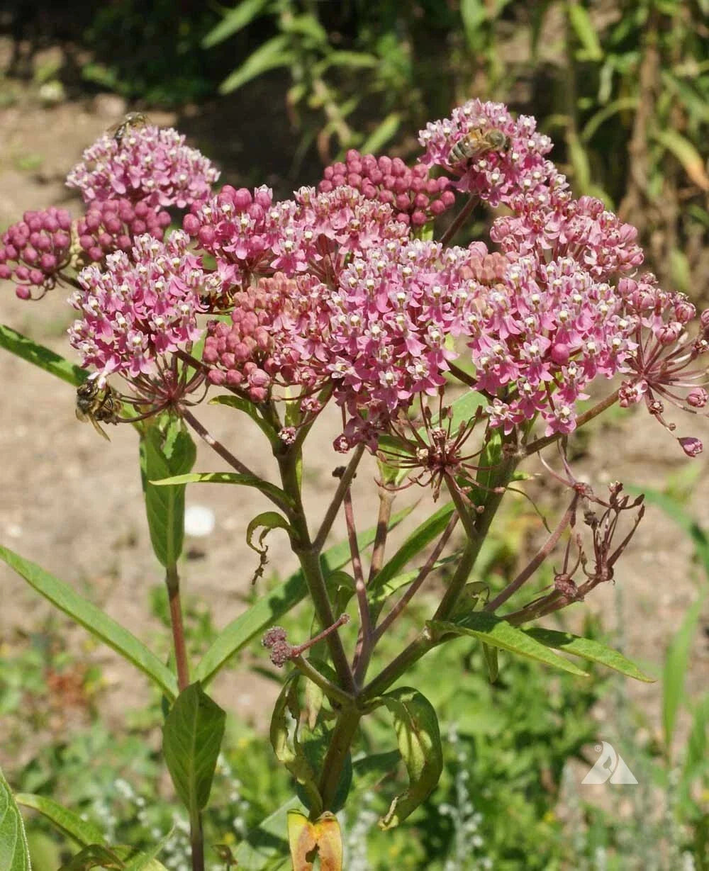 Milkweed Seeds - Swamp Rose Variety - Asclepias incarnata - Monarch Butterfly Host Plant - 50 Seeds