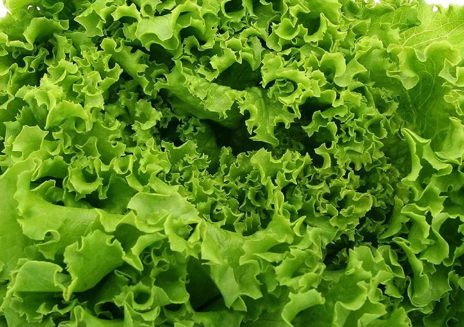Grand Rapids Lettuce Seeds - Non-GMO Lactuca sativa, Pack of 500+ for Home Gardening, Salad Greens, Indoor & Outdoor Cultivation