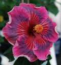 Rooted Tropical Hibiscus Plant - ME OH MY OH - Bare Root Hibiscus rosa-sinensis for Garden or Container