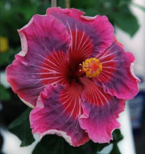 Rooted Tropical Hibiscus Plant - ME OH MY OH - Bare Root Hibiscus rosa-sinensis for Garden or Container