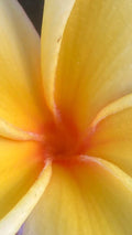 Hawaiian Mellow Plumeria Cuttings - White, Yellow, Pink Frangipani - Tropical Garden, Container Plant, Plumeria spp.