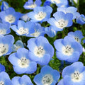 Baby Blue Eyes Seeds - Nemophila Menziesii - Sky Blue Flowers for Spring Planting, Ground Cover, Pollinator Attractant