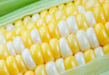 Peaches and Cream Sweet Corn Seeds - 100 Count Zea mays Garden Vegetable Seeds for Planting
