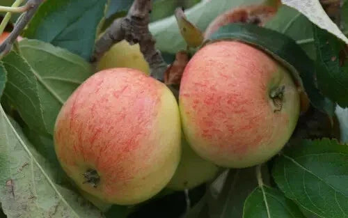 25+ Directeur Lesage Apple Seeds for Garden Planting, Malus domestica, Heirloom Variety, Fruit Tree Seeds